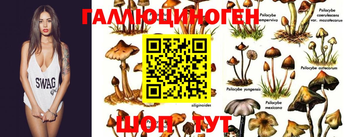 Новороссийск  где можно купить наркотик  Вход с VPN  Псилоцибиновые грибы мицелий 
